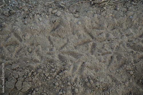 Trace de faisan