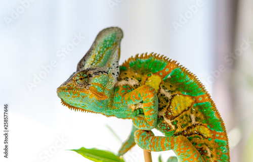 Veiled chameleon hanging in ficus