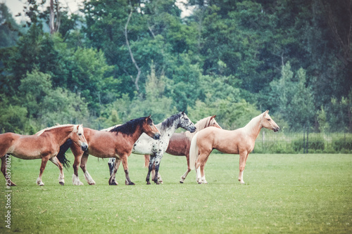 Obraz na plátně Herd of different types of horses in the field
