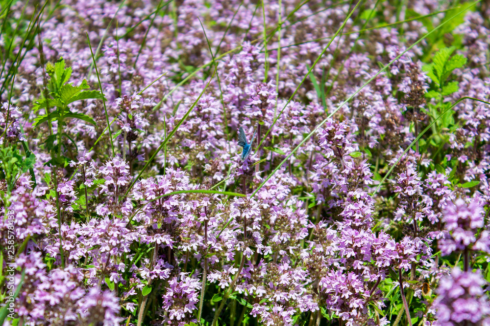Thyme blooms in the meadow on a summer day. Thyme flowers in the meadow, top view. Tymus blooms with purple and pink flowers.