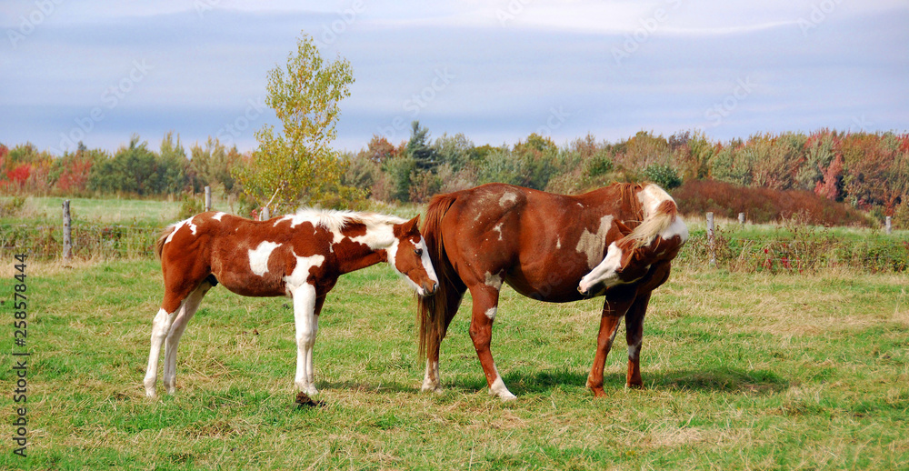 The American Paint Horse is a breed of horse that combines both the
