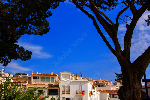 background landscape view of white houses of cadaqués and a huge old tree on the embankment, cadaqués, catalonia, spain