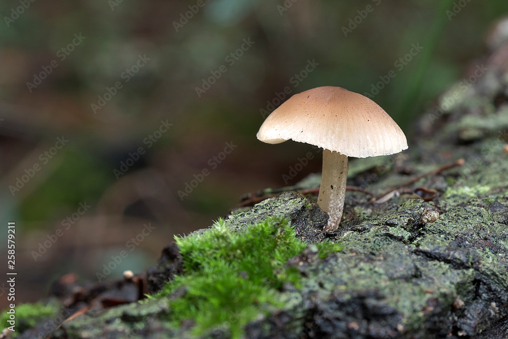 mushroom in the mediterranean forest mushroom in the mediterranean forest