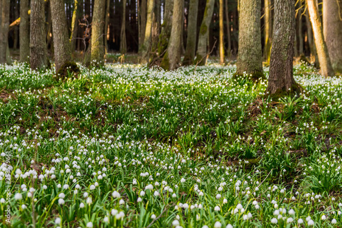 Group of white spring snowflake leucojum with trees in forest