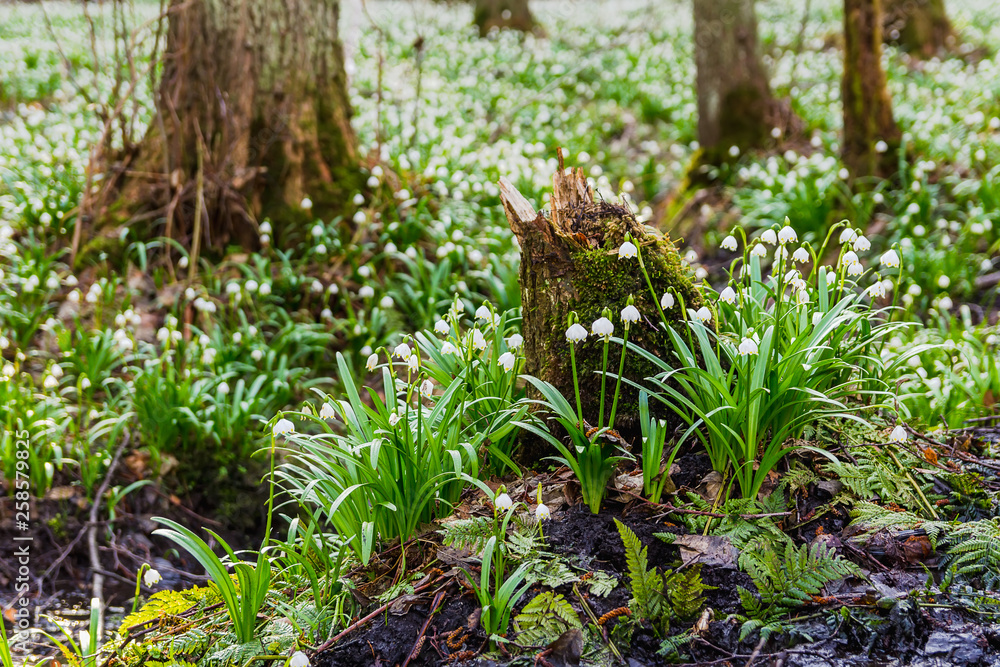 Spring snowflake leucojum in forest with root Spring snowflake leucojum in forest with root