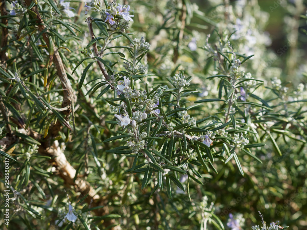 Rosmarinus officinalis - Feuillage vert et odorant du Romarin 