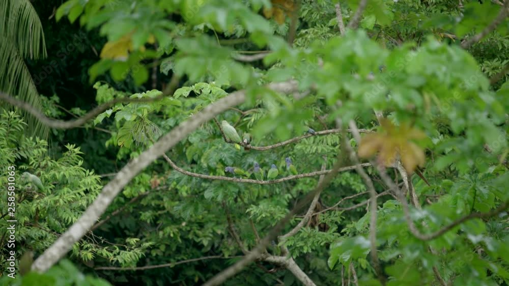 green-and-yellow macaws on tree green-and-yellow macaws on tree