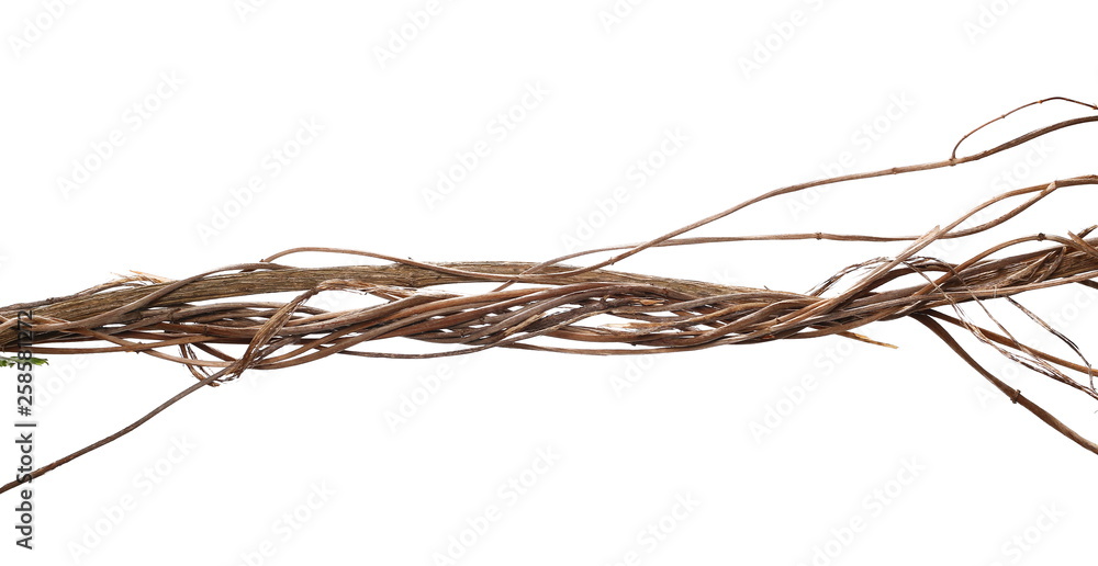 Wild dry liana, jungle vine isolated on white background, clipping path Wild dry liana, jungle vine isolated on white background, clipping path