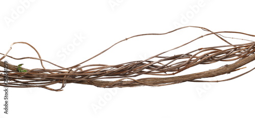 Wild dry liana, jungle vine isolated on white background, clipping path