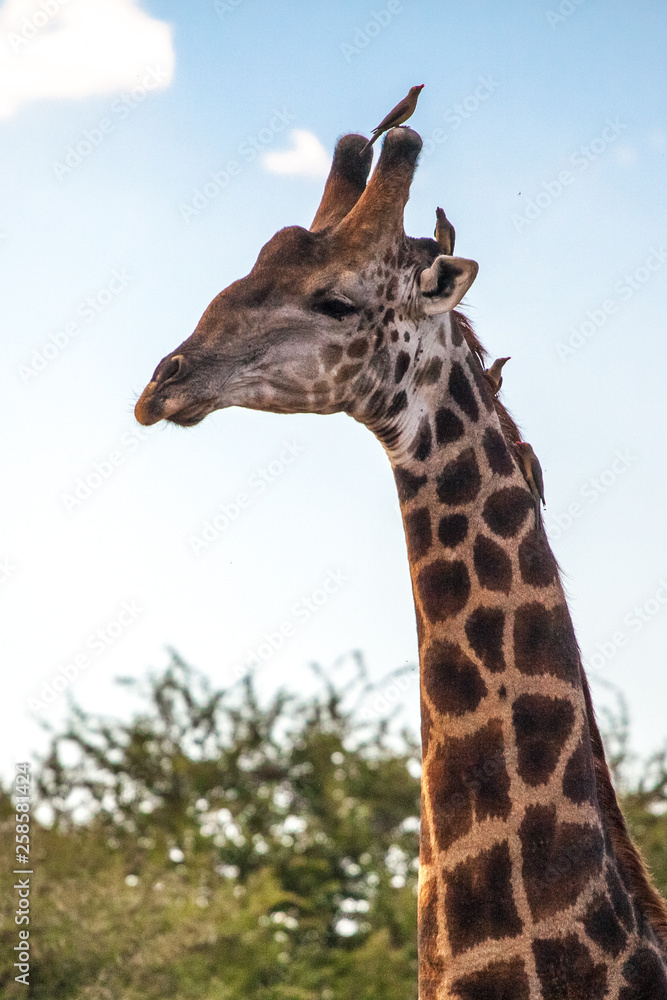 Fototapeta premium Giraffe Portrait