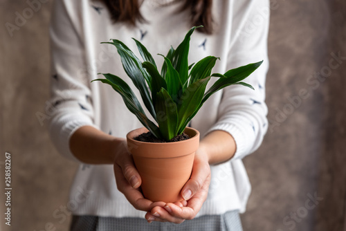 Woman holding dracaena plant