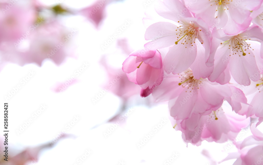 Zierkirschenblüten Banner und Hintergrund