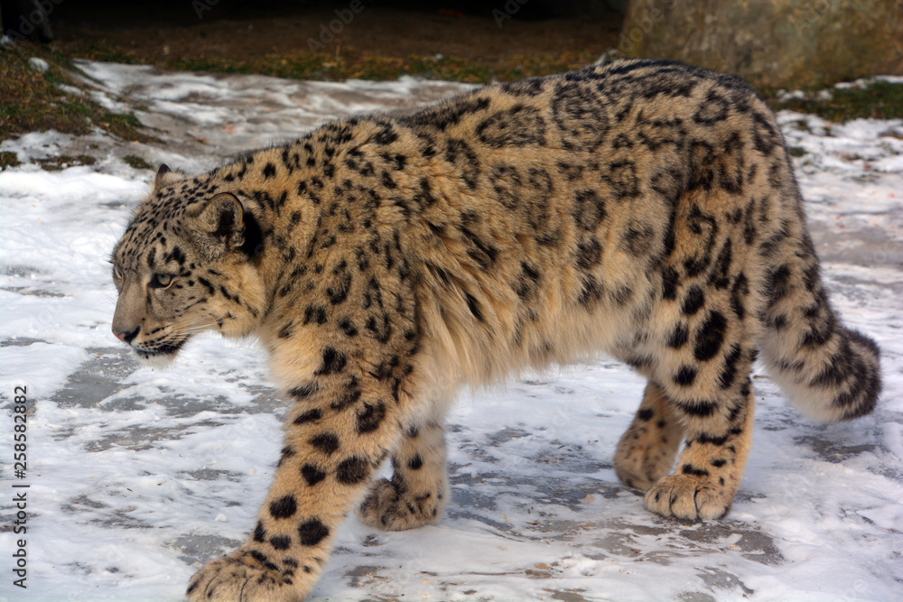 The snow leopard is a large native to the mountain Central and South Asia. It listed as endangered on the IUCN Red List of Threatened Species Stock Photo