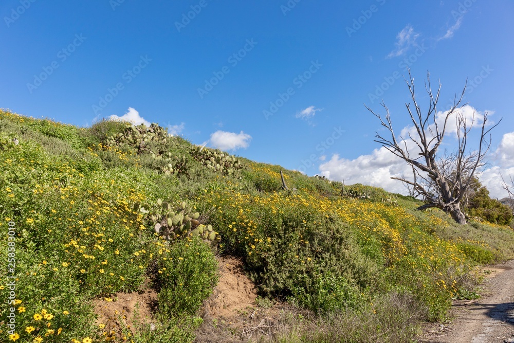 tree on a hill against blue sky tree on a hill against blue sky