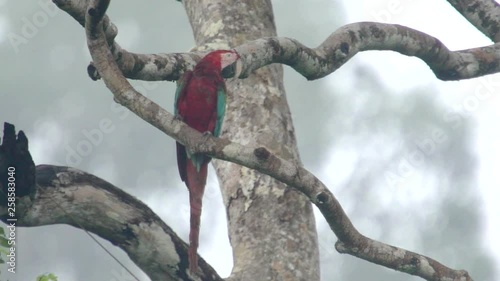 Red-and-green macaw in tree photo