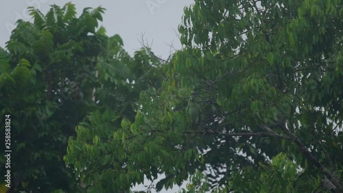 Red and green macaw in the Peruvian rainforest photo