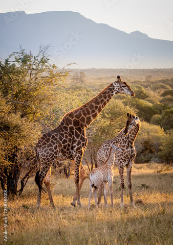 Giraffe Family © Helen