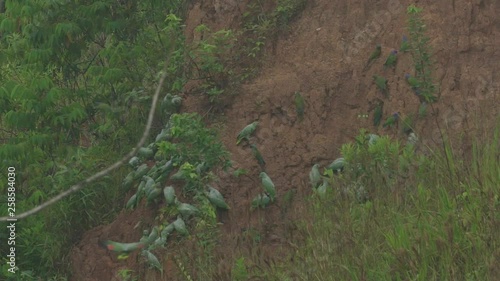 Macaw and Parrot Clay Licks in Peruvian rainforest photo