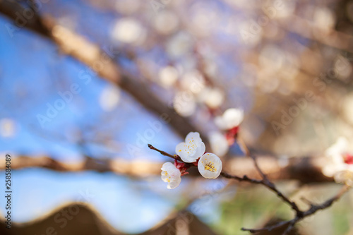 Spring warm blossom