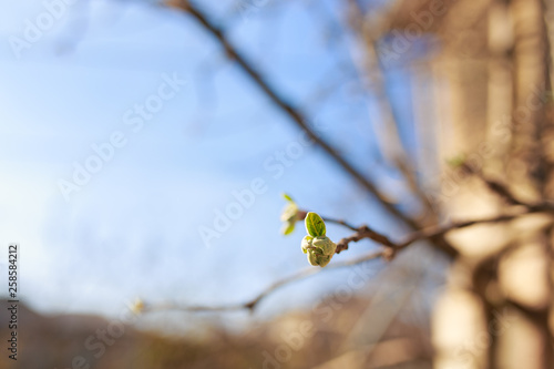 Spring warm blossom