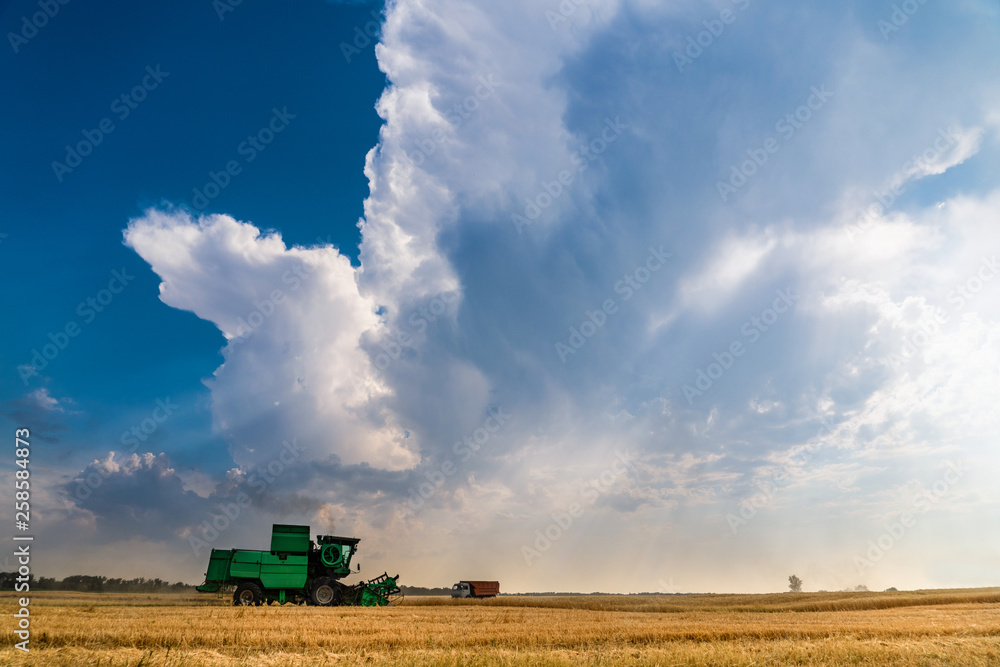 Fototapeta premium Combine harvester harvests wheat at sunset. Agricultural machinery