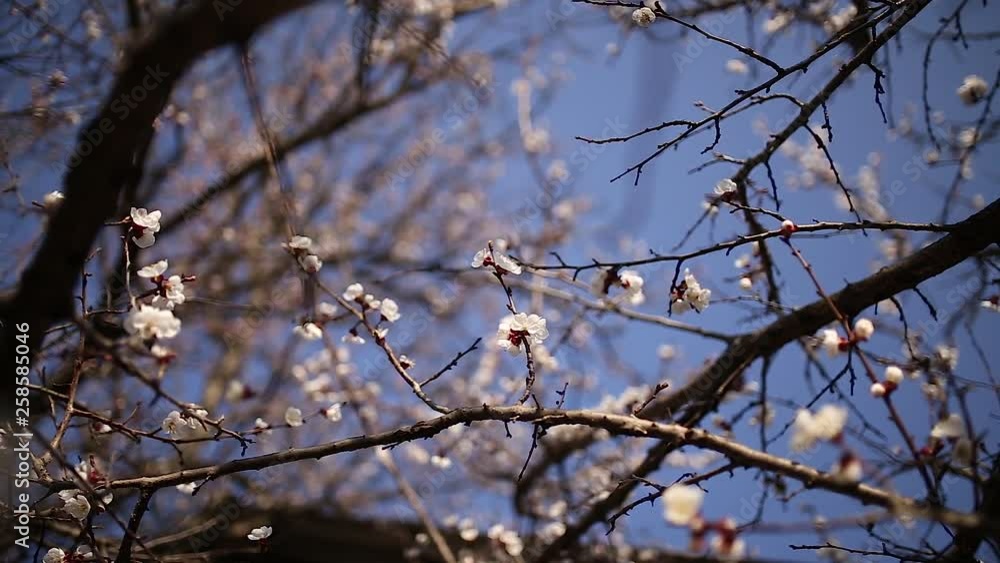 Fresh spring blossoms on a warm sunny day Fresh spring blossoms on a warm sunny day