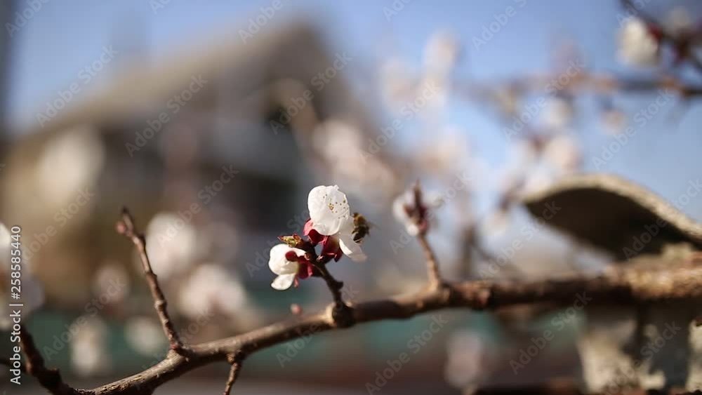 Fresh spring blossoms on a warm sunny day Fresh spring blossoms on a warm sunny day