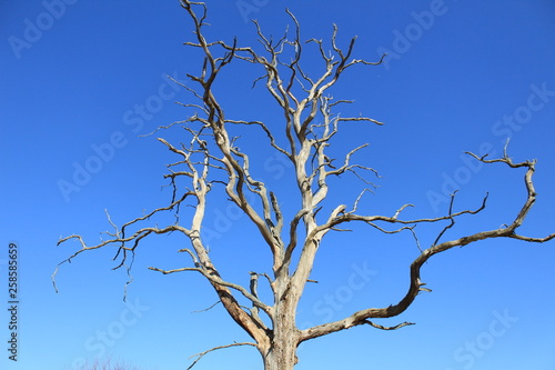 tree  sky  nature  branch  blue  dead  branches  bare  dry  winter  isolated  white  trees  forest  plant  wood  trunk  old  season  silhouette  autumn  outdoor  landscape  spring  clouds