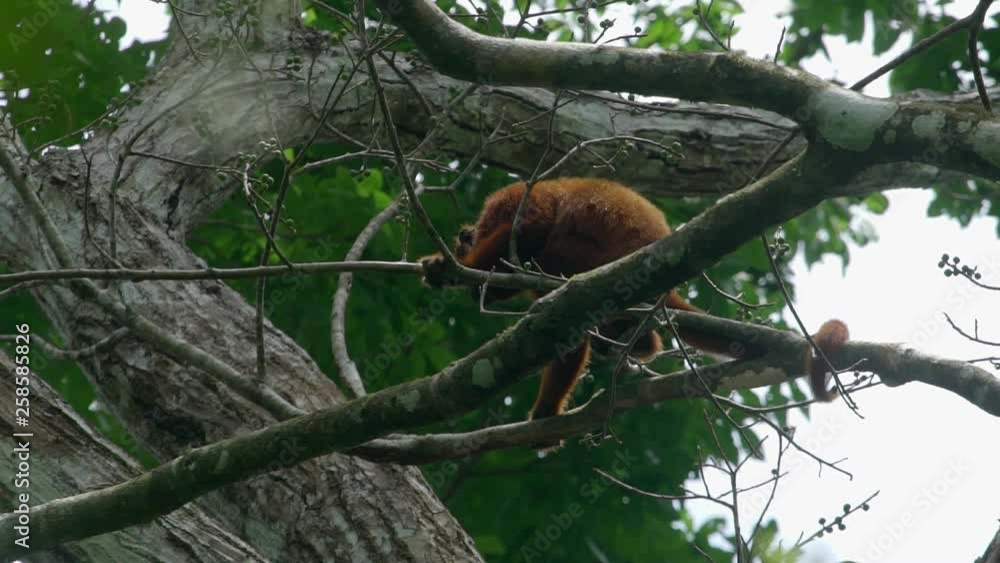 Red Howler Monkey sitting on tree in the rainforest Red Howler Monkey sitting on tree in the rainforest