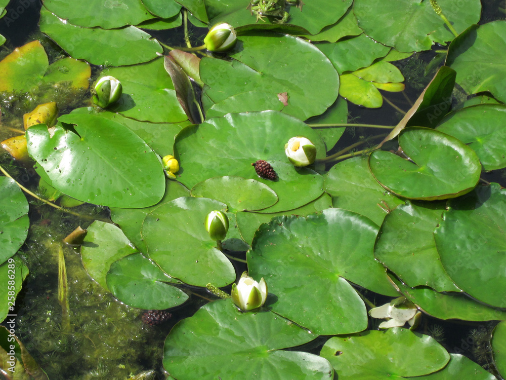White water lilies in a pond, view from above White water lilies in a pond, view from above