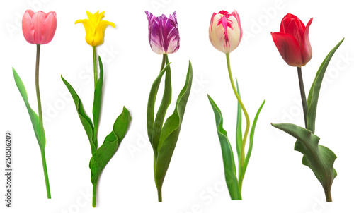 Collection colorful different flowers tulips isolated on a white background. Spring time, beautiful floral delicate composition. Creative concept. Flat lay, top view
