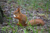 Red squirrel eating bread in the park. Animals