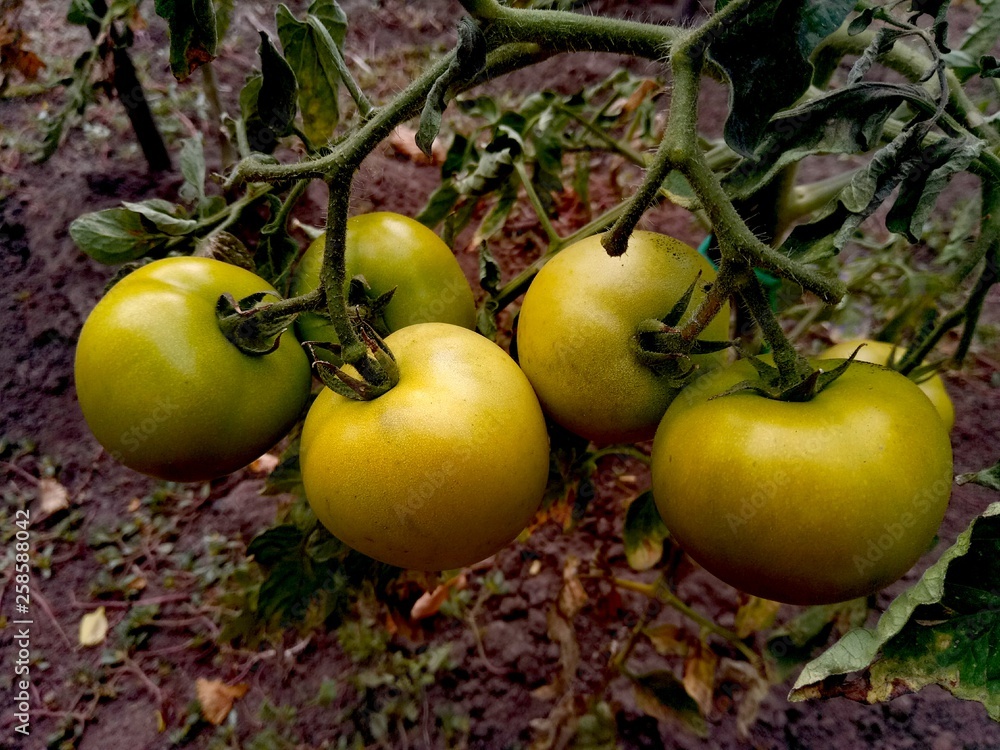 Green tomatoes on the branches