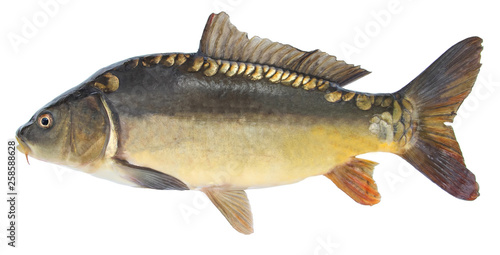 Fish carp. Freshwater fish without scales