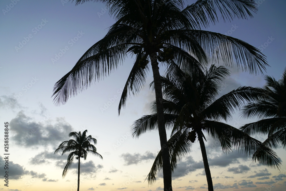 tropical landscape of coconut trees silhouette during sunset twilight
