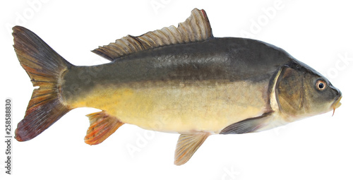 Fish mirror carp. Freshwater fish without scales. Isolated on a white background