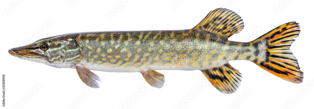 Fotografie Raw fish pike isolated