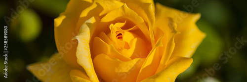 Yellow rose flower in the morning in the garden, close-up. Web banner.