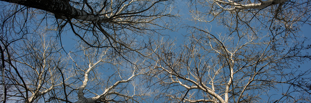 tops with branches of deciduous trees against the blue sky. Web banner. tops with branches of deciduous trees against the blue sky. Web banner.