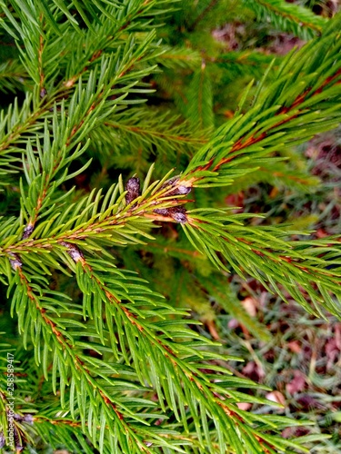 Spruce with small needles