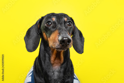 summer portrait of a cute breed dog, black and tan, wear a t-shirt, on a colorful yellow background