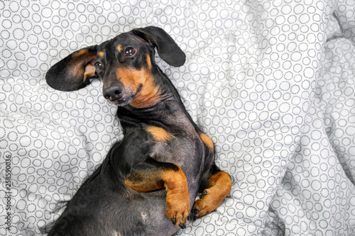 Portrait of a young dachshund dog, black and tan, act the ape in a bed at home