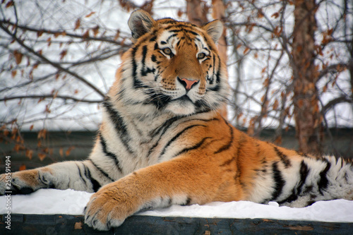 Amur Siberian tiger is a Panthera tigris tigris population in the Far East, particularly the Russian Far East and Northeast China photo