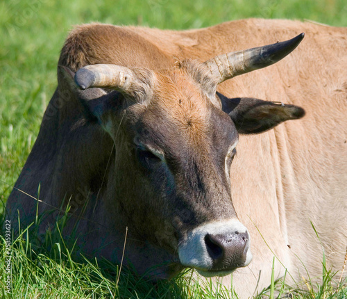 Charolais is a breed of taurine beef cattle from the Charolais area surrounding Charolles, in Burgundy, in eastern France. 