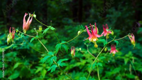 Foto Wild columbine growing at the edge of a summer forest