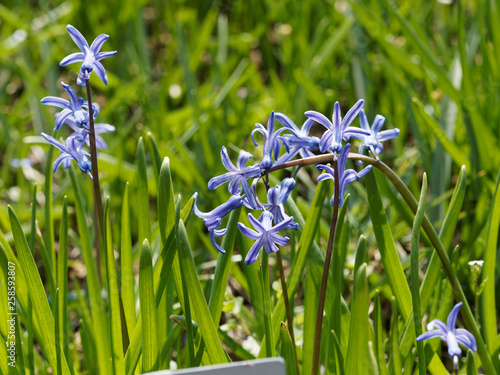 Hyacinthus orientalis - Jacinthes d'Orient photo