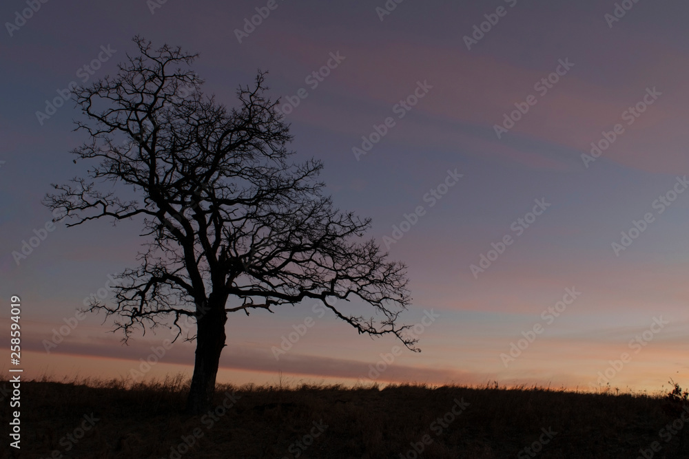 Lone tree at sunrise Lone tree at sunrise