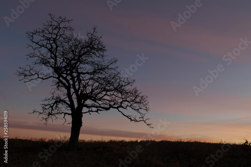 Lone tree at sunrise © Anna