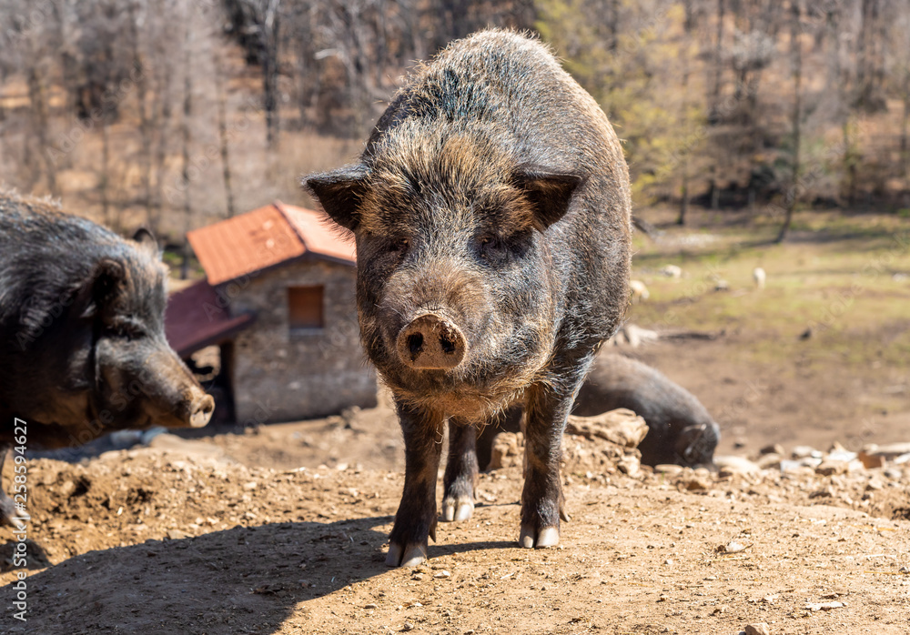 animal,mammal,dark,fur,nature,head,portrait,brown,farm,day,backgrounds,black color,wild boar,danger,animals in the wild,large,natural condition,one animal,pig,scrofa,sus,adult,animal wildlife,animal h