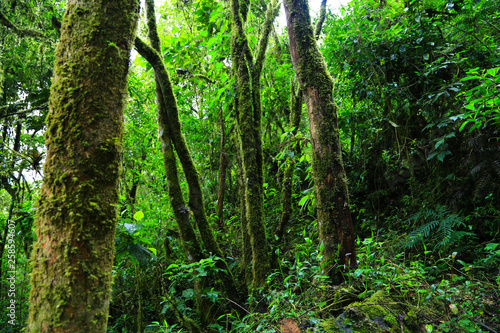paisajes verdes colombia © MAUROOSO